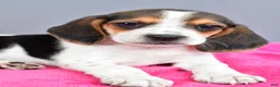 Beagle dogs for sale: Daisy - Ad 5
