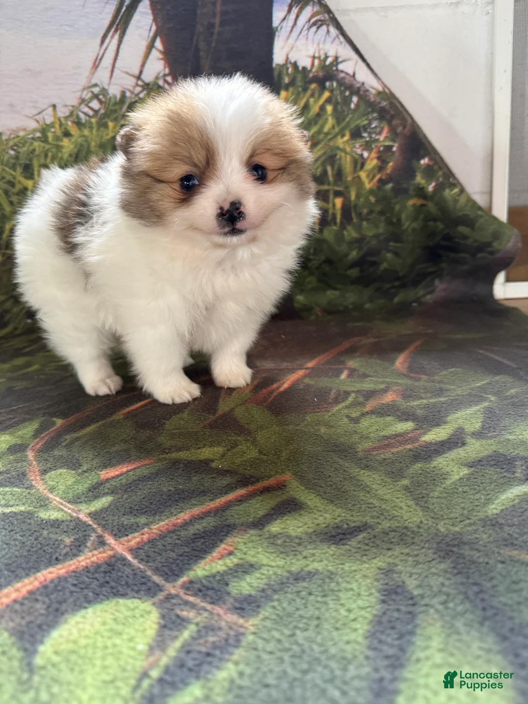 Pomeranian dogs for sale: Caleb - Ad 4