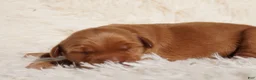 Golden Retriever dogs for sale: Daisy -AKC, Genetically Clear - Ad 48