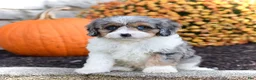Cavapoo dogs for sale: Dash - Ad 5