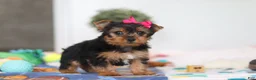 Yorkshire Terrier dogs for sale: Hazel - Ad 4
