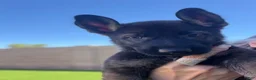 German Shepherd dogs for sale: German Shepherd 1 - Ad 6