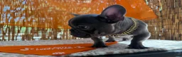 French Bulldog dogs for sale: Zeus - Ad 6