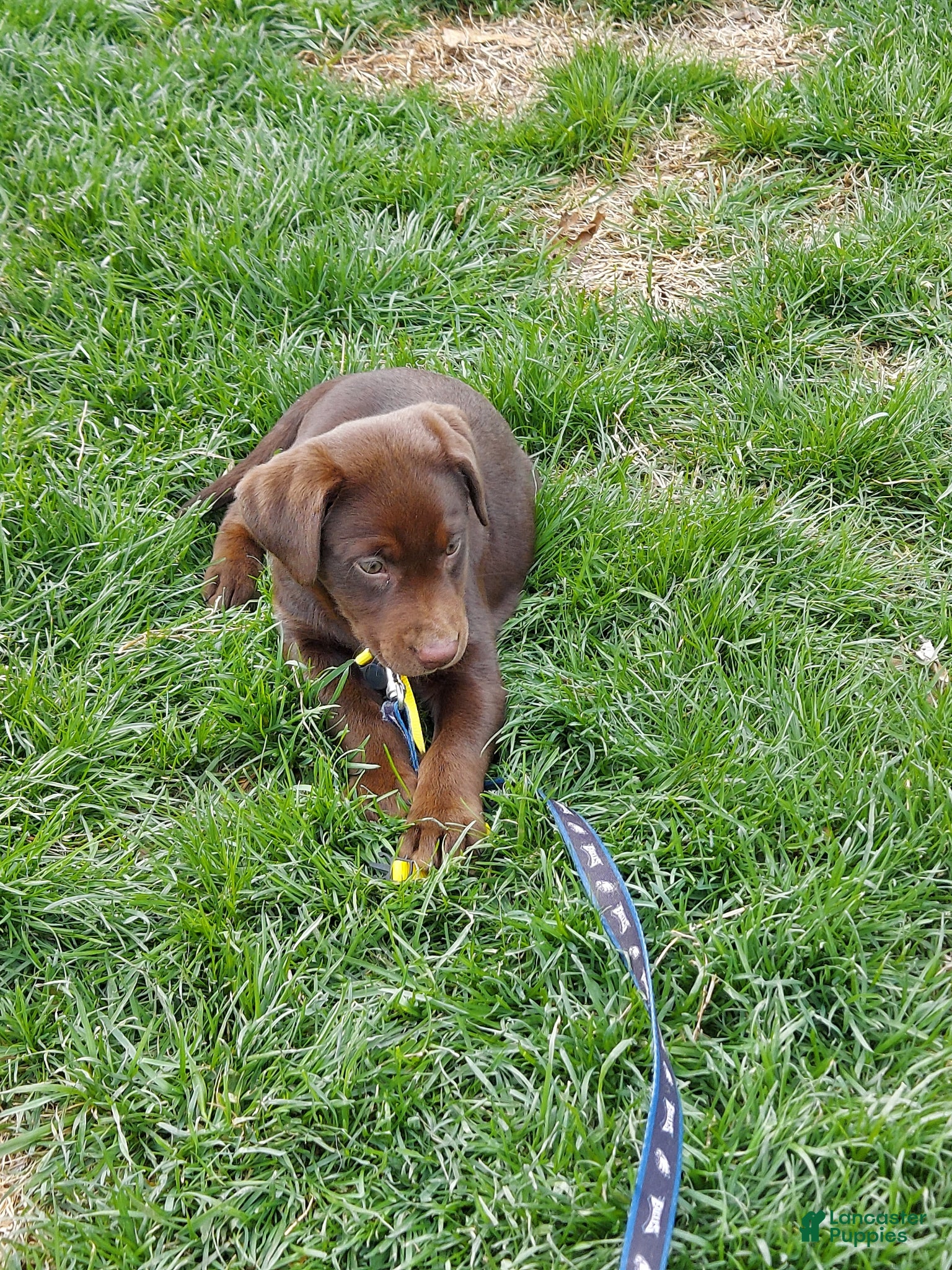 Labrador Retriever dogs Almond Joy - Ad 1