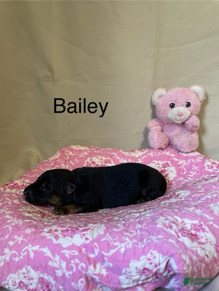 German Shepherd dogs Bailey - Ad 2