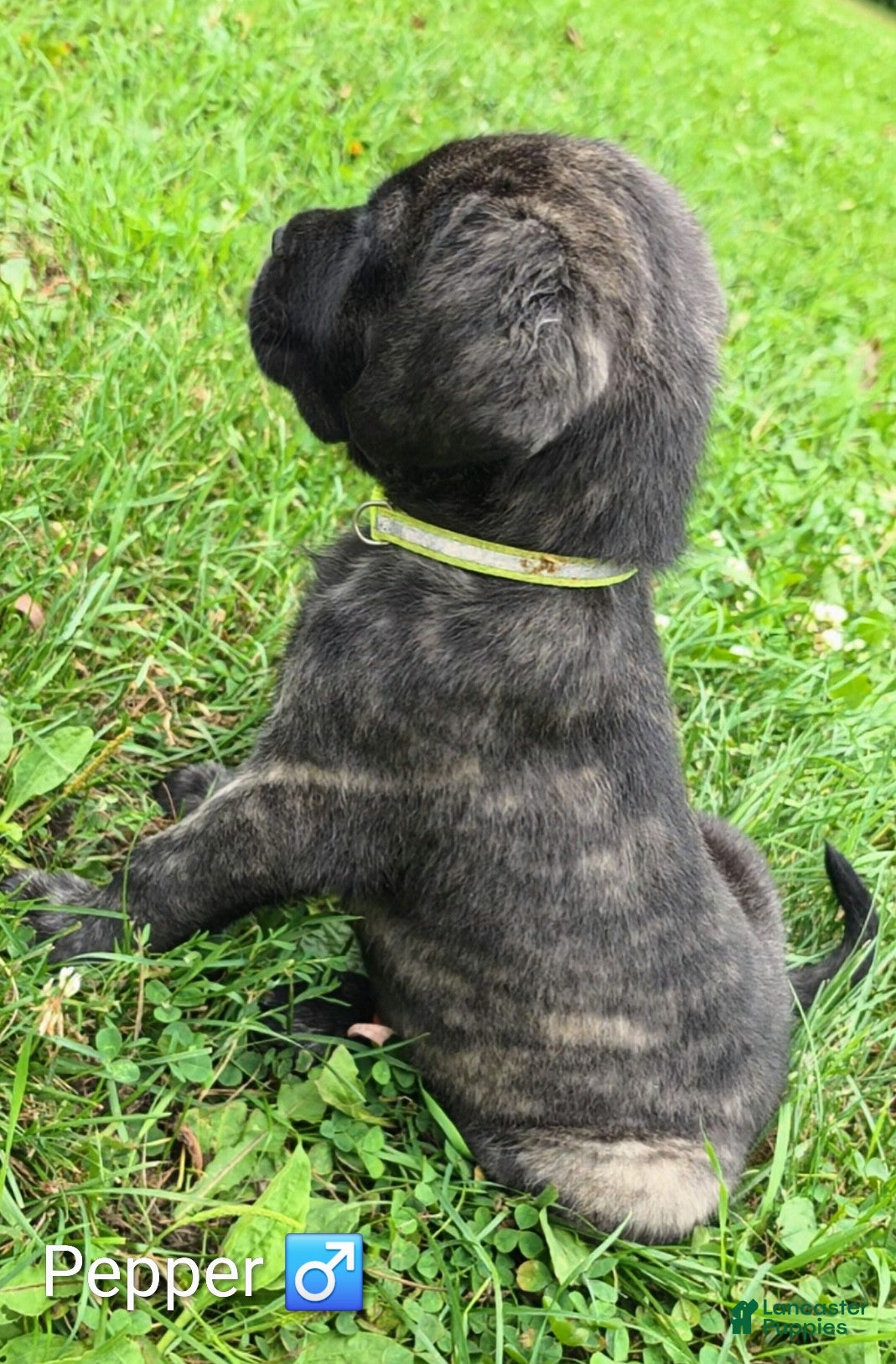 English Mastiff dogs 🐾 Pepper 🐾 - Ad 2