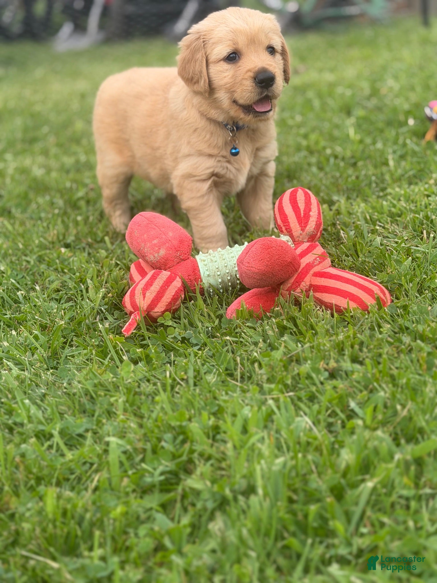 Golden Retriever dogs for sale: Golden Retriever 7 blue collar - Ad 1