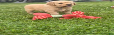 Golden Retriever 7 blue collar