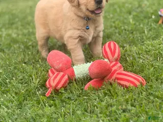Golden Retriever dogs Golden Retriever 7 blue collar - Ad 2