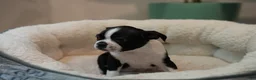 Boston Terrier dogs for sale: Blackberry - Ad 12