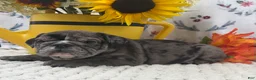 English Bulldog dogs for sale: Russell - Ad 4