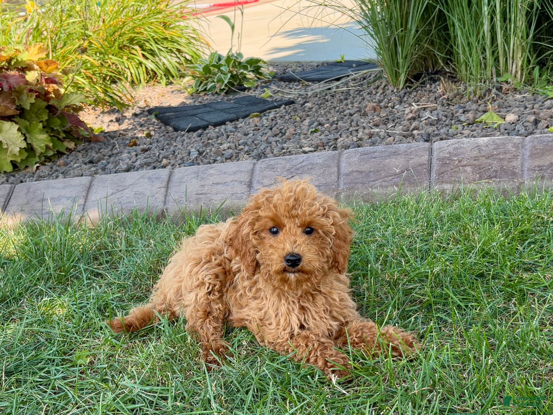 Cockapoo dogs for sale: Terry - Ad 5