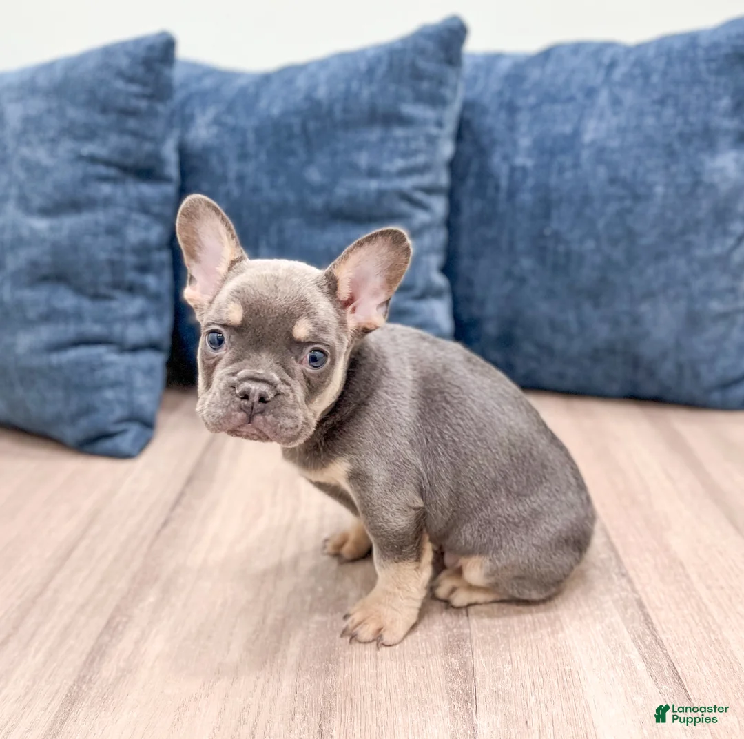 French Bulldog dogs for sale: Marco - Ad 4