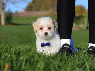 Bichpoo dogs - Ad 33