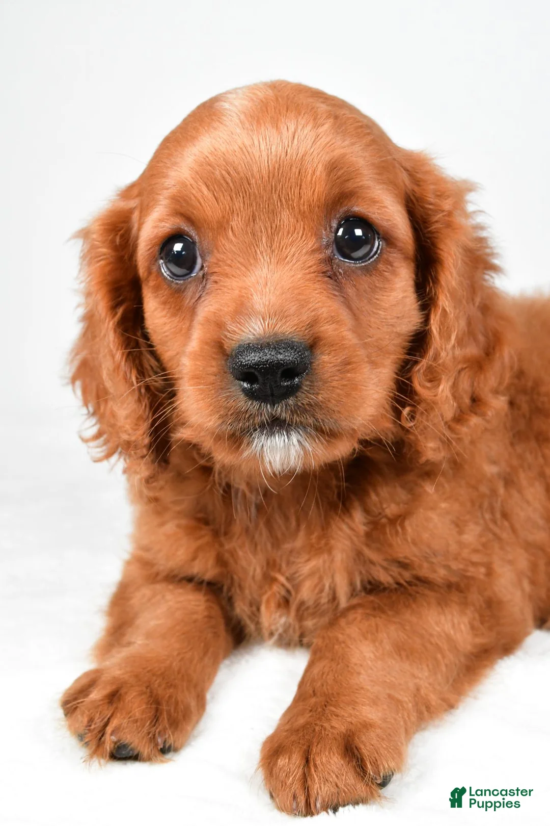 Mixed Breed dogs for sale: Brody - Ad 7