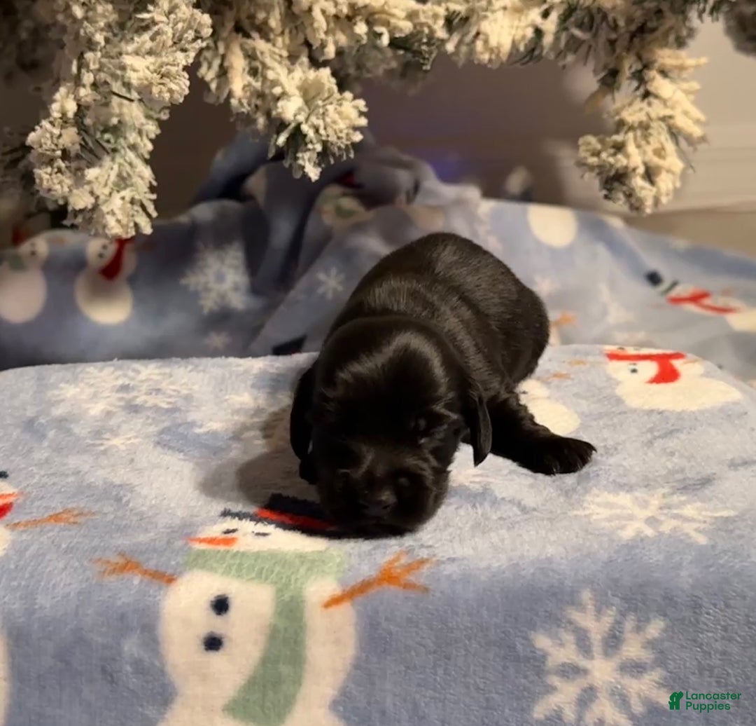 Miniature Dachshund dogs for sale: Lucas - Ad 4