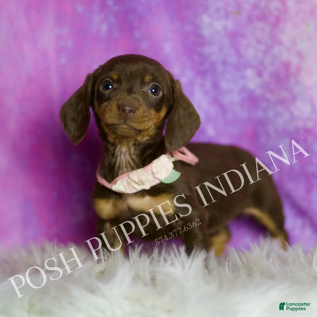 Miniature Dachshund dogs for sale: Amythest - Ad 5