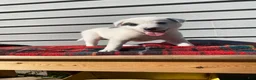 Mixed Breed dogs for sale: Minnie - Ad 1