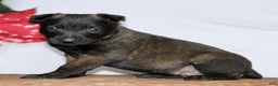 Belgian Malinois dogs for sale: Alice  - Ad 3