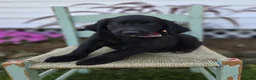 Mixed Breed dogs for sale: Barney - Ad 3