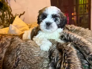 Shih Tzu dogs Shih Tzu Puppy 1 - Ad 39