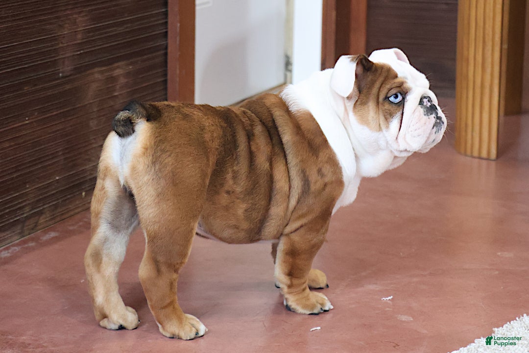 English Bulldog dogs for sale: English Bulldog Puppy 1 - Ad 7