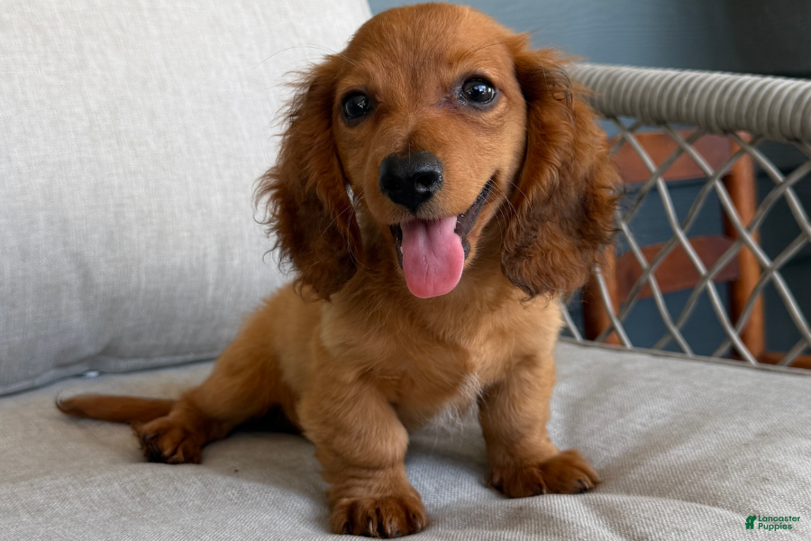 Miniature Dachshund dogs Satin - Ad 11