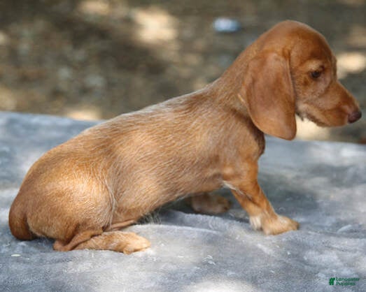 Miniature Dachshund dogs Red Chocolate Wirehair Mini - Ad 29