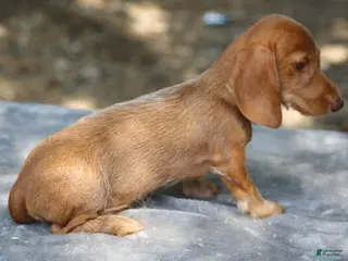 Miniature Dachshund dogs Red Chocolate Wirehair Mini - Ad 29