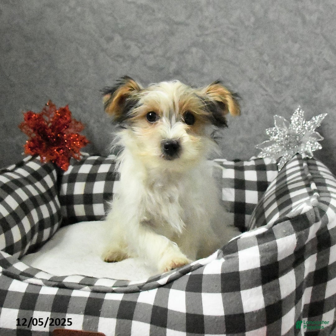 Morkie dogs for sale: Sherry - Ad 2