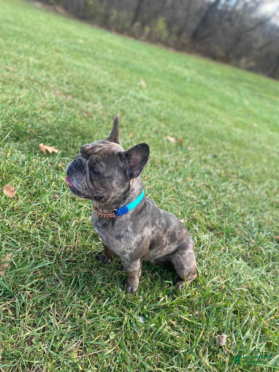 French Bulldog dogs for stud: Blue Merle  - Ad 1