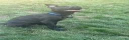 American Pit Bull Terrier dogs for sale: Finn - Ad 3
