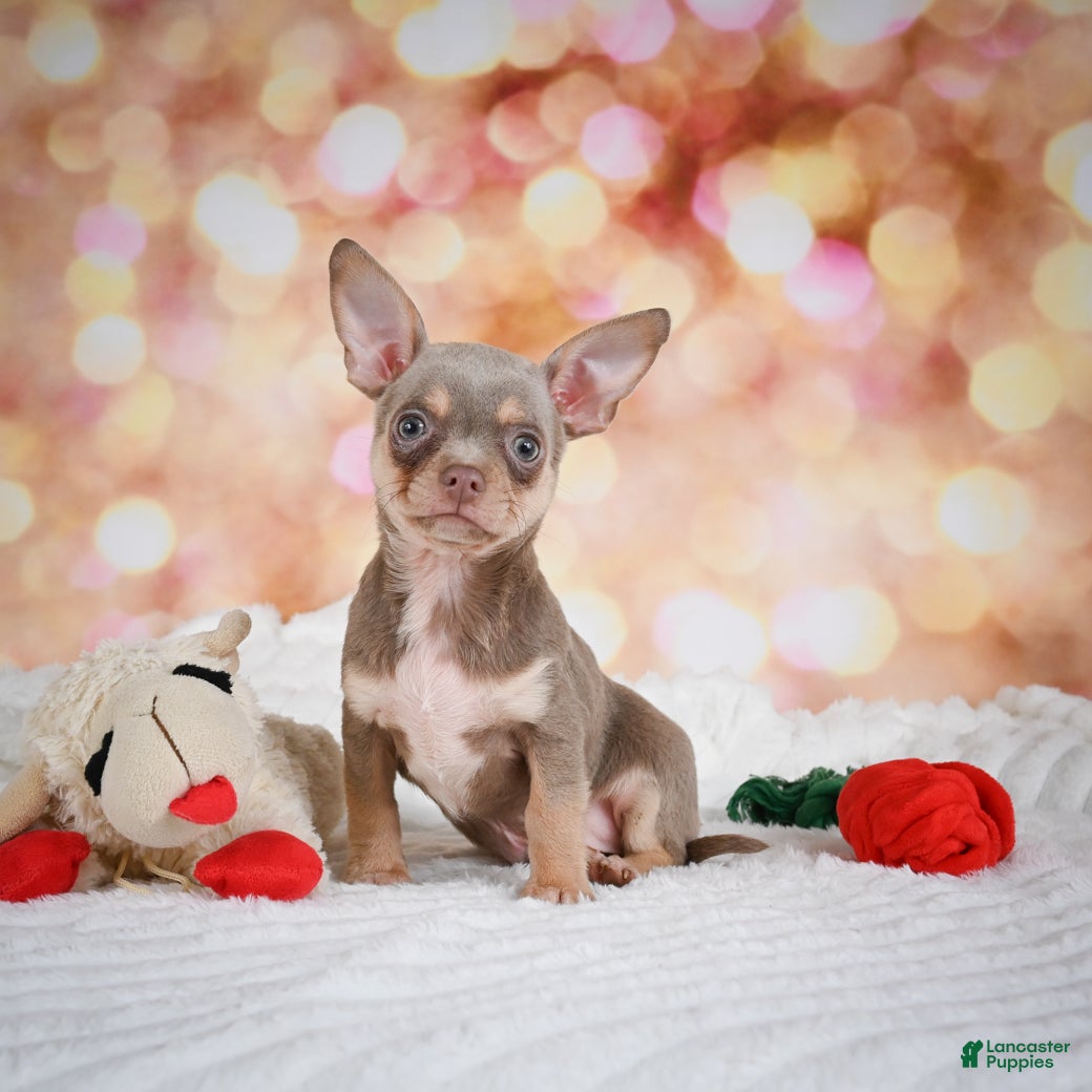 Chihuahua dogs Maxxy - Ad 1