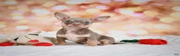 Chihuahua dogs for sale: Maxxy - Ad 1