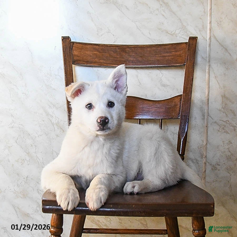 Mixed Breed dogs Outlaw - Ad 33