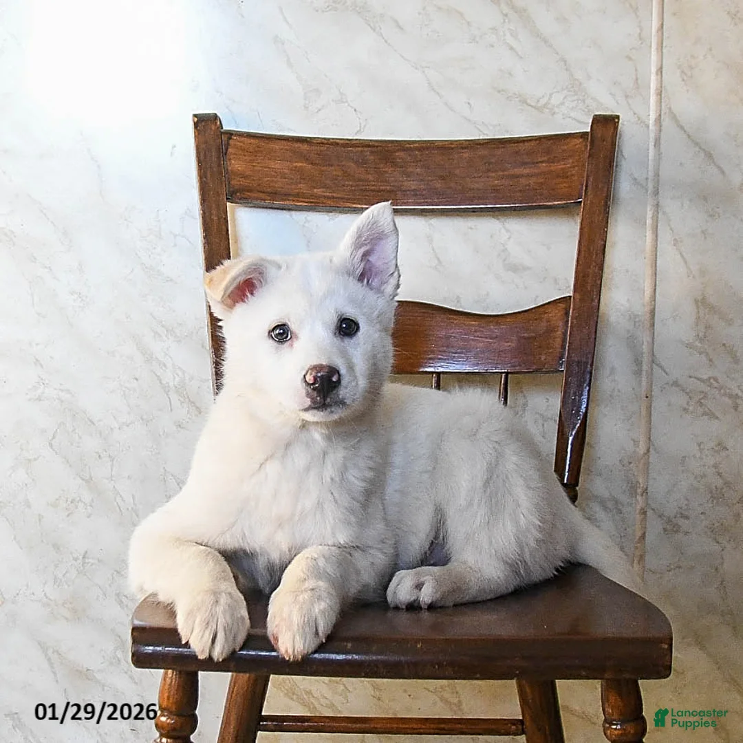 Mixed Breed dogs for sale: Outlaw - Ad 1