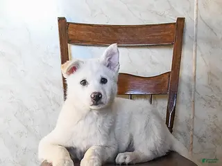 Mixed Breed dogs Outlaw - Ad 33