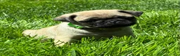Pug dogs for sale: Niky - Ad 6