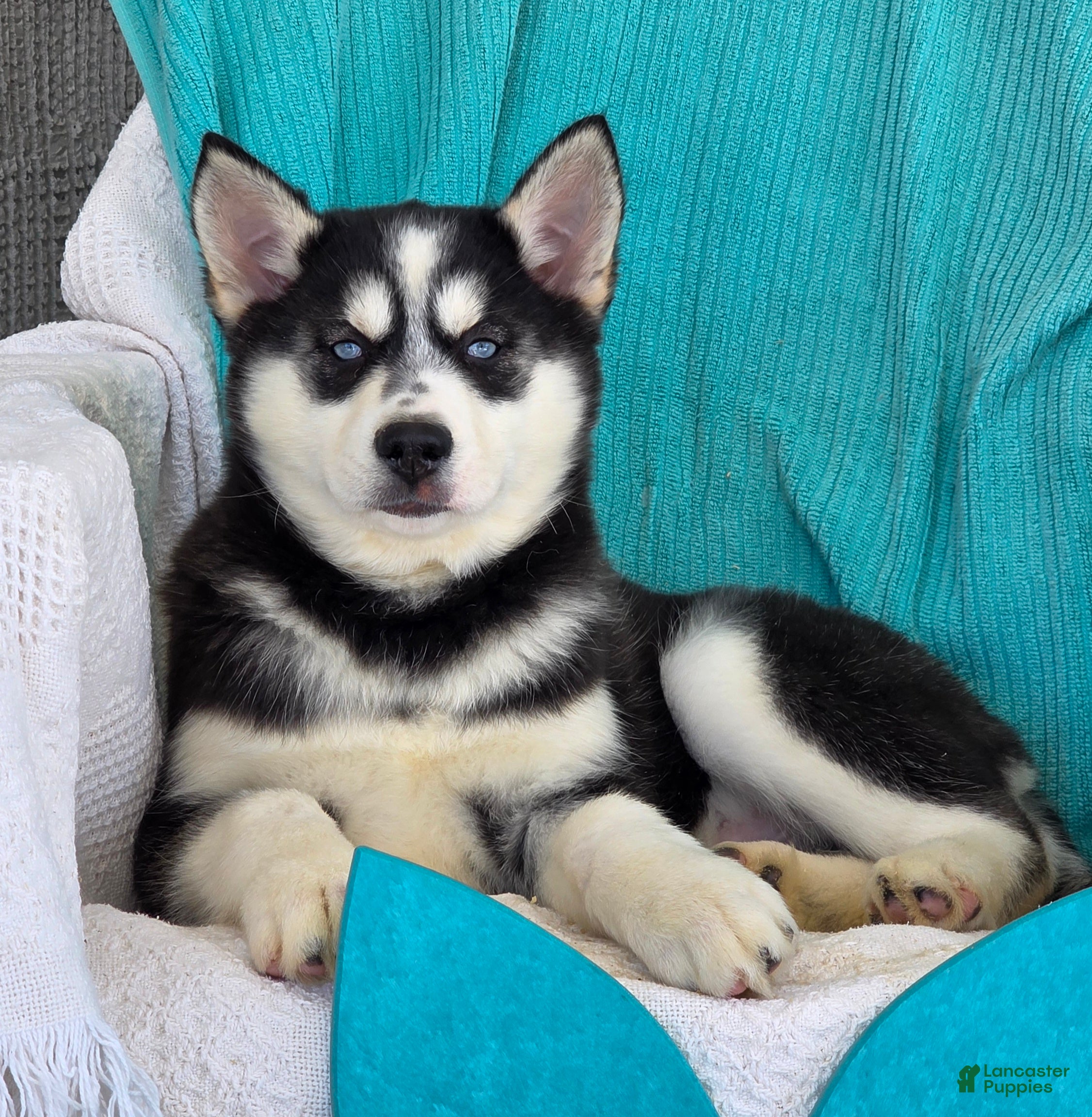 Siberian Husky dogs Dexter - Ad 2