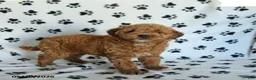 Mini Goldendoodle dogs for sale: Ruby - Ad 5