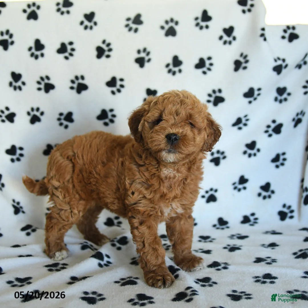 Mini Goldendoodle dogs for sale: Ruby - Ad 5