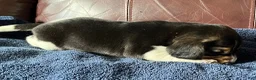 Beagle dogs for sale: Beagle 2 - Ad 36