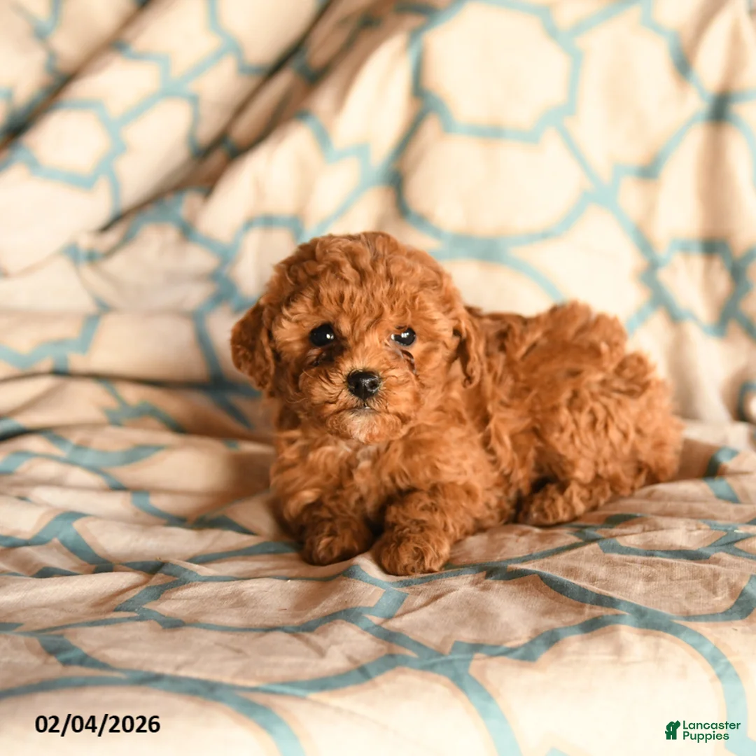 Cockapoo dogs for sale: Melinda - Ad 1
