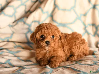 Cockapoo dogs for sale: Melinda - Ad 2
