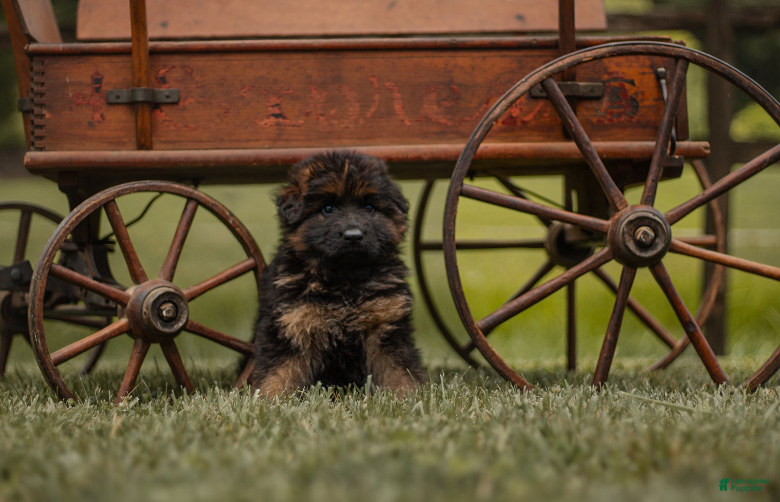 German Shepherd dogs German Shepherd Puppy 5 Lizbeth - Ad 1