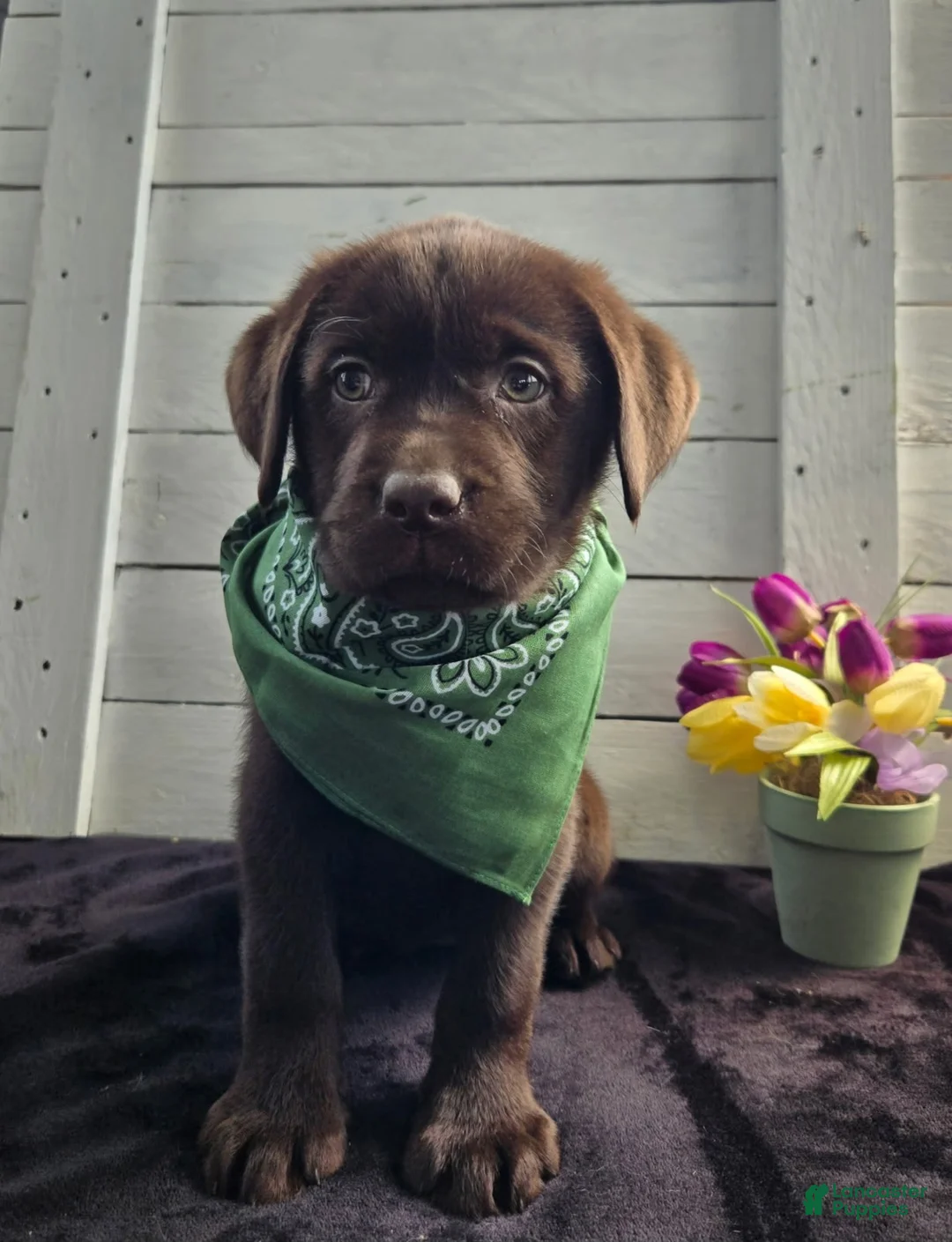 Labrador Retriever dogs for sale: Lucky Lucy - Ad 1