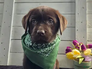 Labrador Retriever dogs for sale: Lucky Lucy - Ad 4