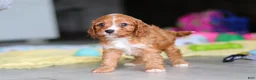 Cavapoo dogs for sale: Wynn - Ad 5