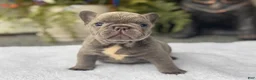 French Bulldog dogs for sale: Freedom  - Ad 2
