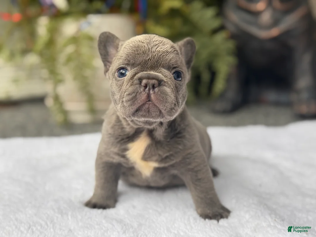French Bulldog dogs for sale: Freedom  - Ad 2